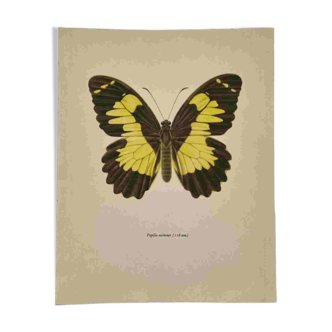 Antique butterfly engraving vintage botanical plate naturalist etching