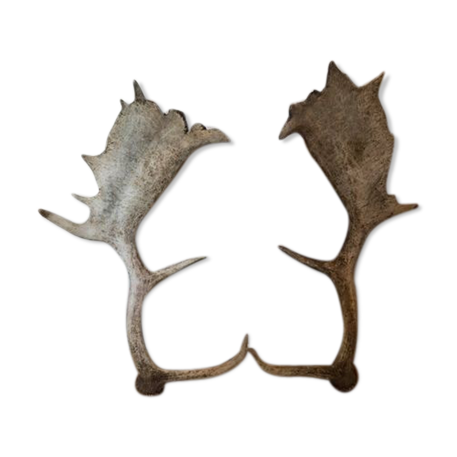 Paire de bois de cerf