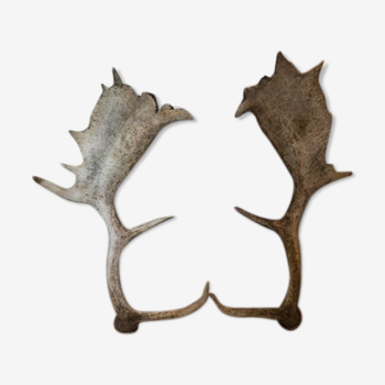 Pair of deer antlers