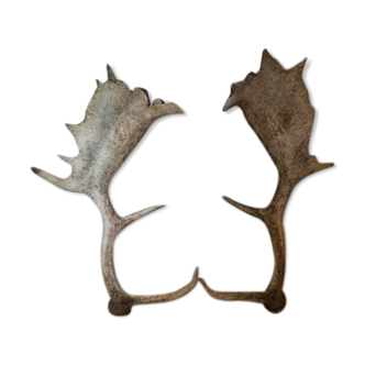 Pair of deer antlers
