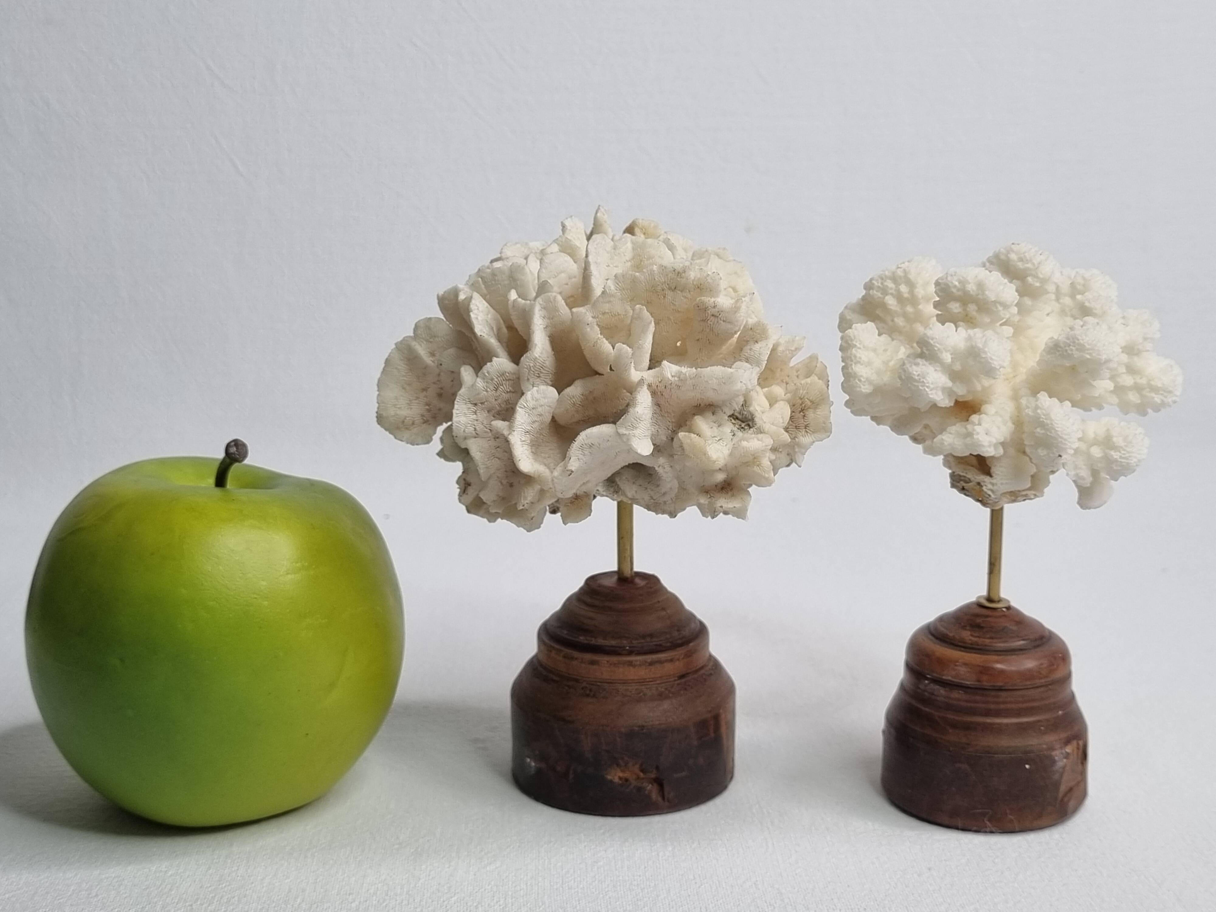 Pair of antique corals on turned wooden bases, 13 cm
