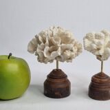 Pair of antique corals on turned wooden bases, 13 cm
