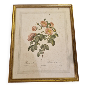 Gravure botanique signée Redouté