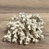 Corail ancien