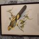 Ancient bird lithographs J and E Gould, brown wooden frame