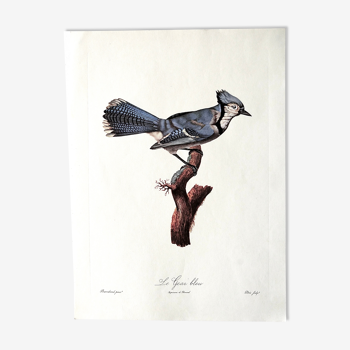 Blue Jay ornithological board