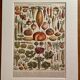 Lithograph on vegetables and vegetable plants - 1900