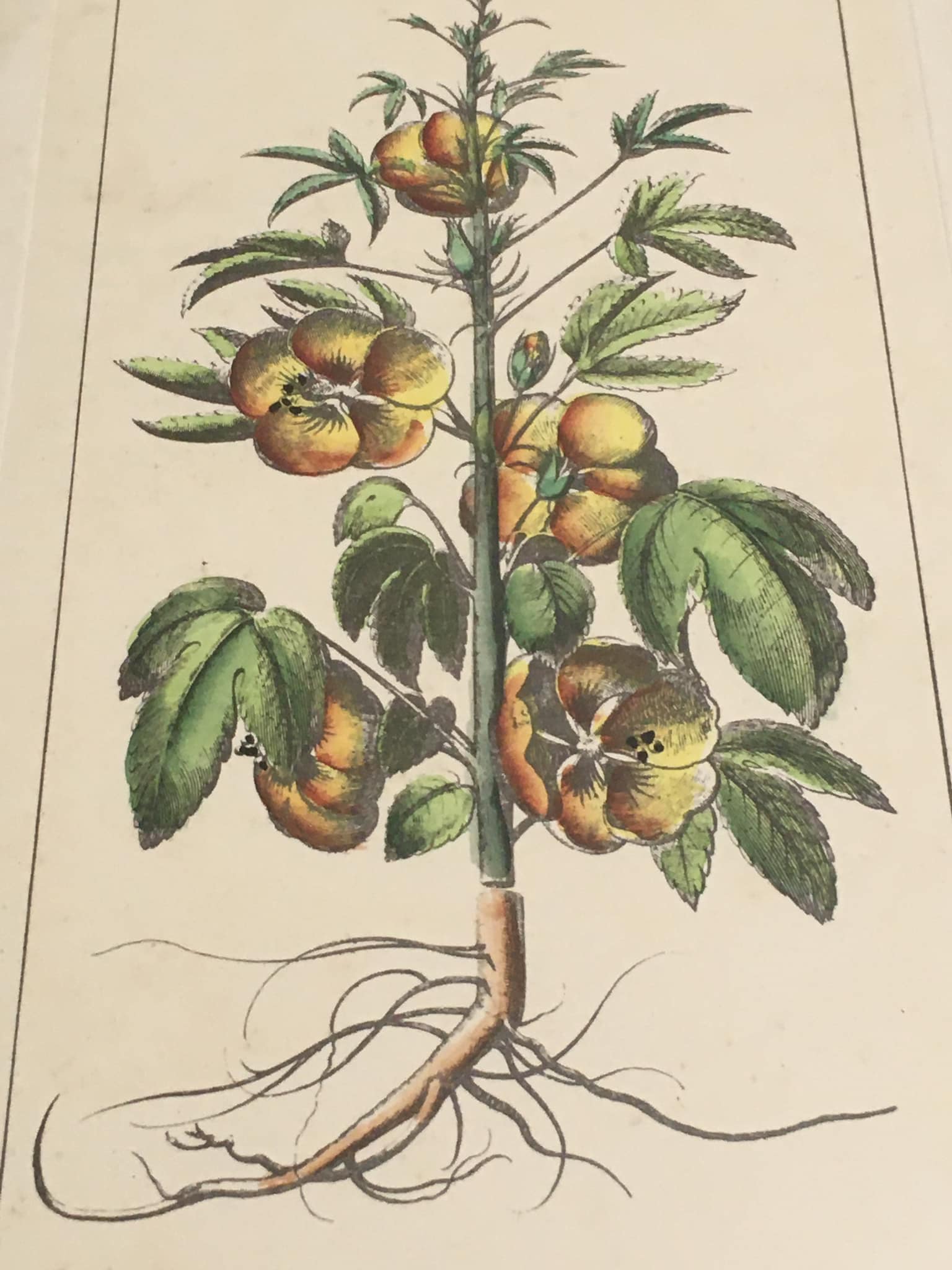 Botanical illustration "Sabdariffa", antique print in wooden frame