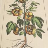 Illustration botanique "Sabdariffa", gravure ancienne dans cadre en bois
