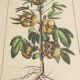 Botanical illustration "Sabdariffa", antique print in wooden frame