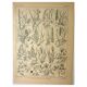 Planche botanique 1921 M. Dessertenne - Flore de Prairie - Gravure vintage