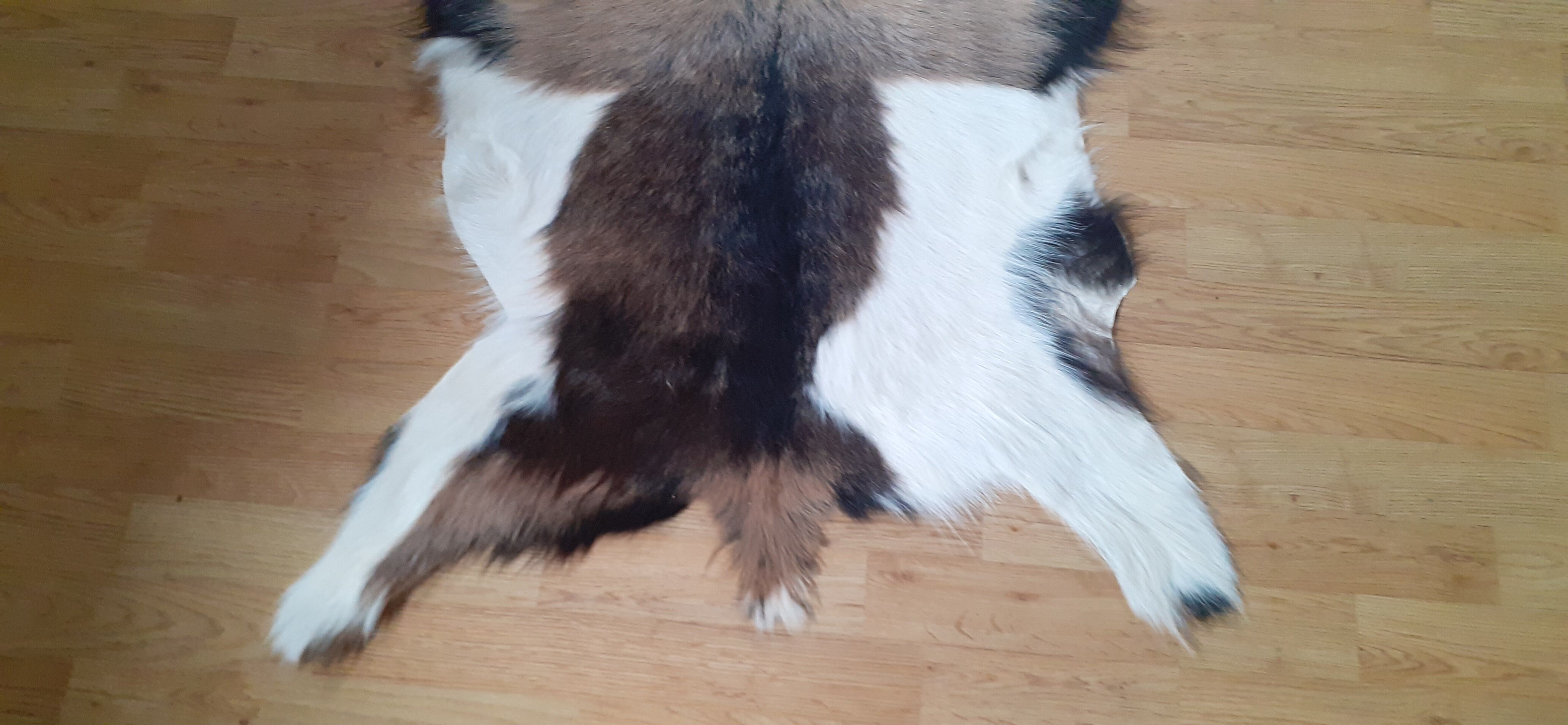 New goatskin