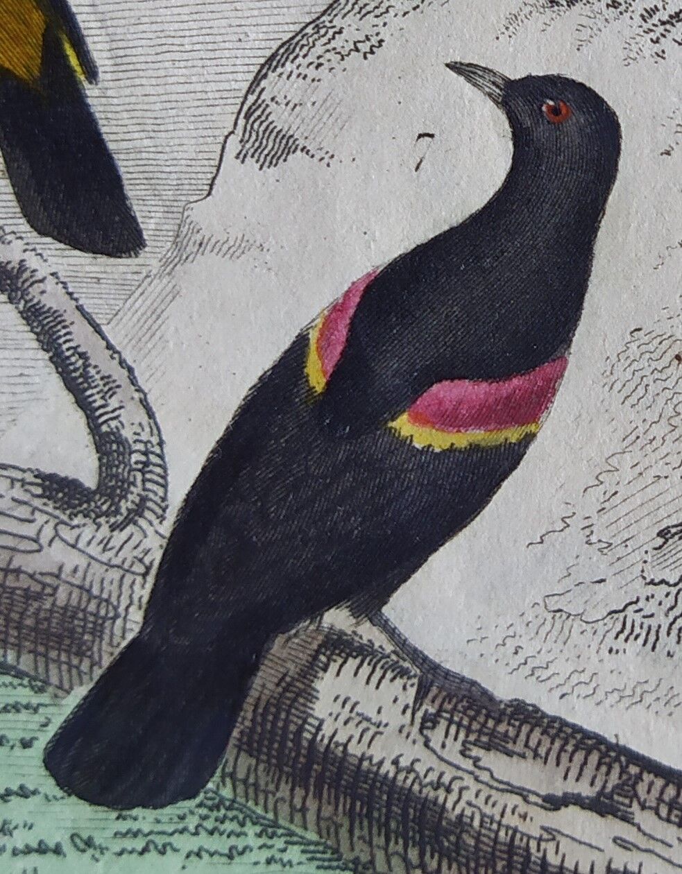 Planche Ornithologique originale " Pique bœuf - Etourneau vulgaire - &c... " Buffon 1836