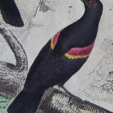 Original Ornithological plate " Pique boeuf - Etourneau vulgaire - &c... " Buffon (1836)