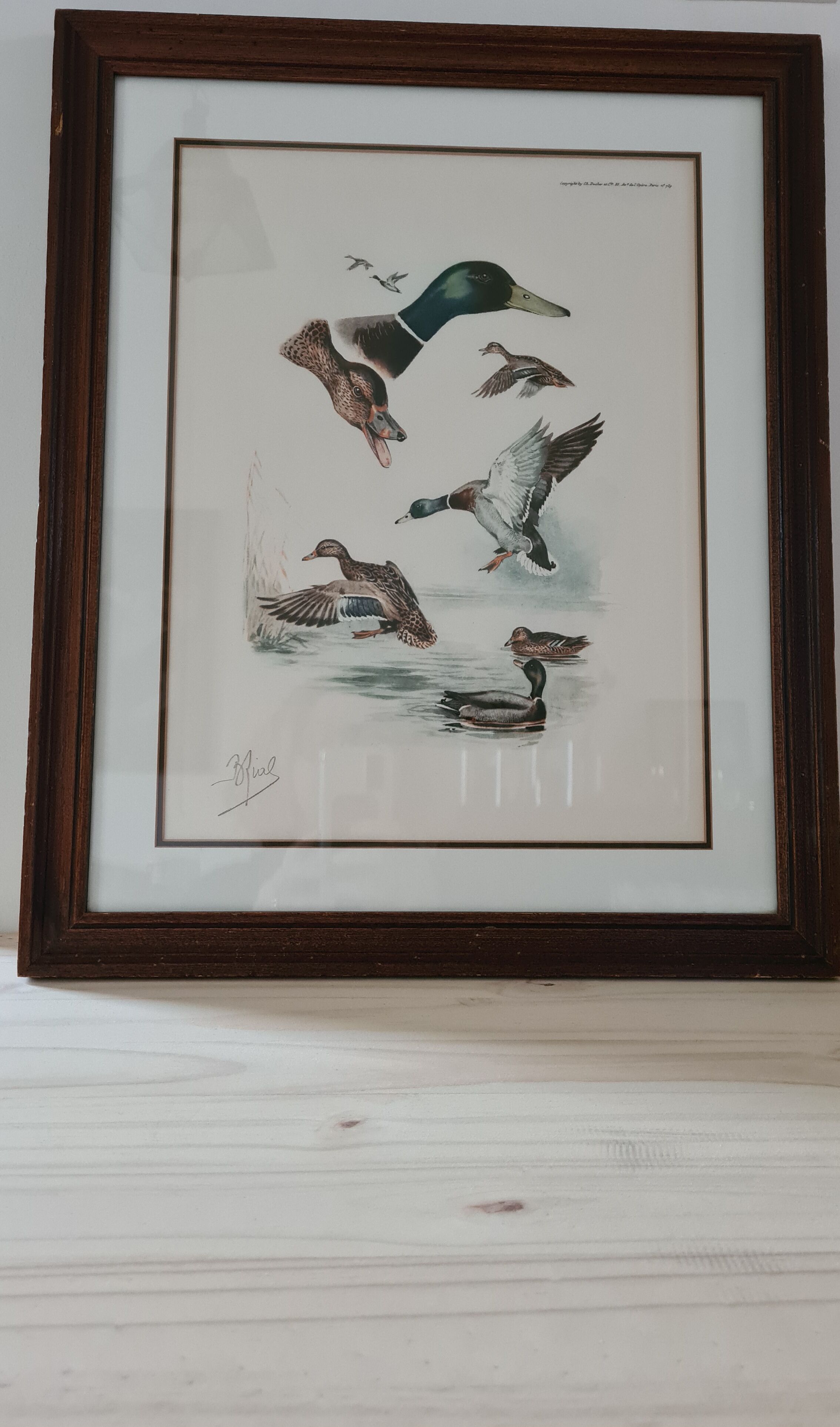 Reproduction lithograph duck Brial