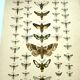 Antique print of Butterflies - Lithograph from 1887 - Populi Illustration