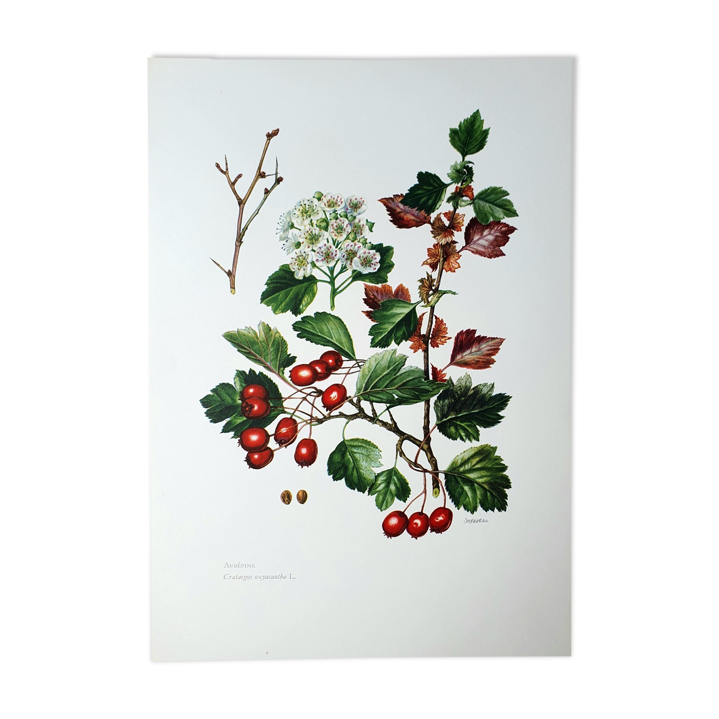 Hawthorn botanical board