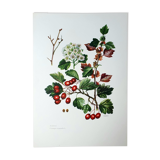 Hawthorn botanical board