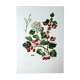 Hawthorn botanical board