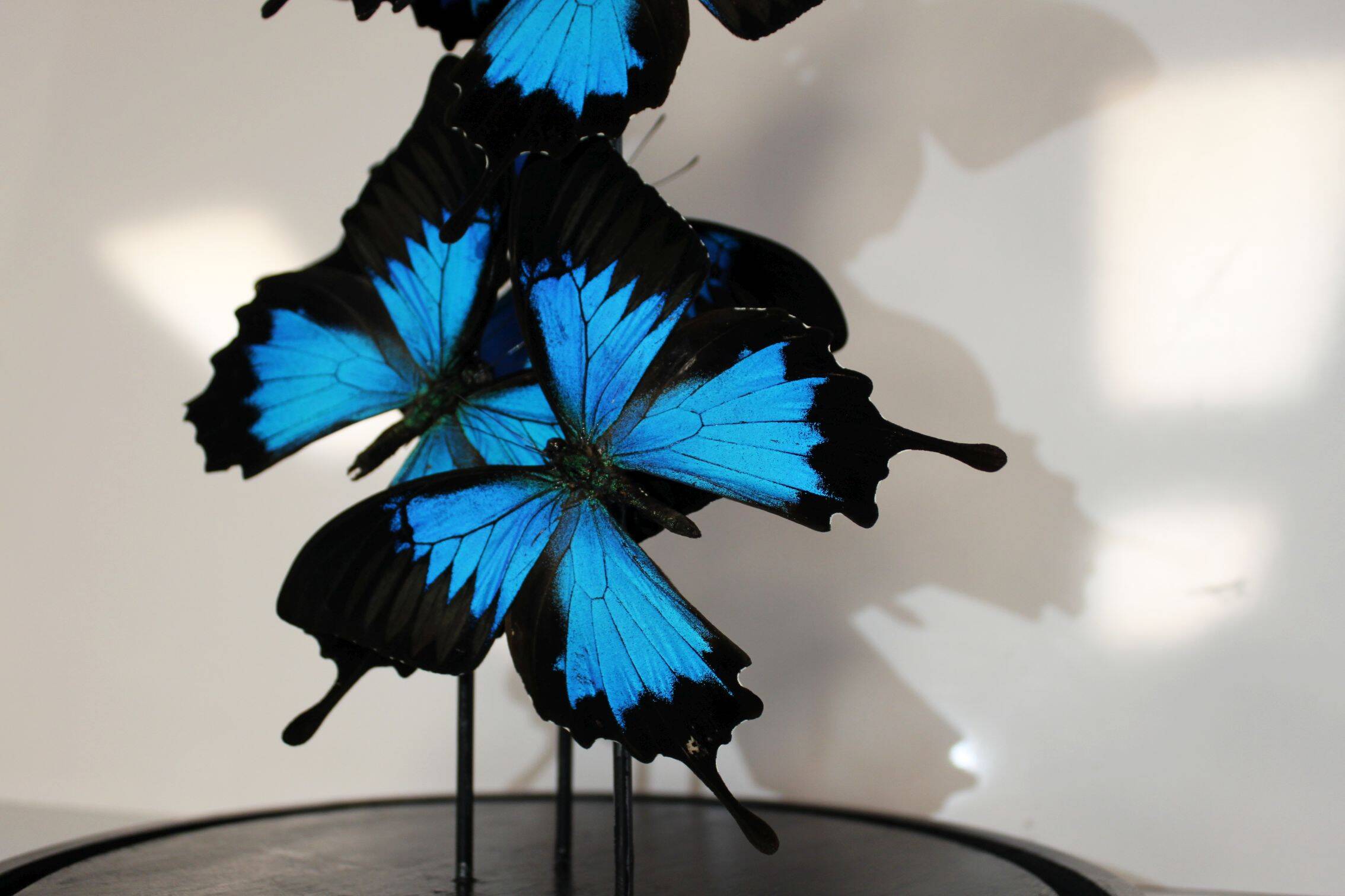 Flight of butterflies under globe.