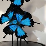 Flight of butterflies under globe.