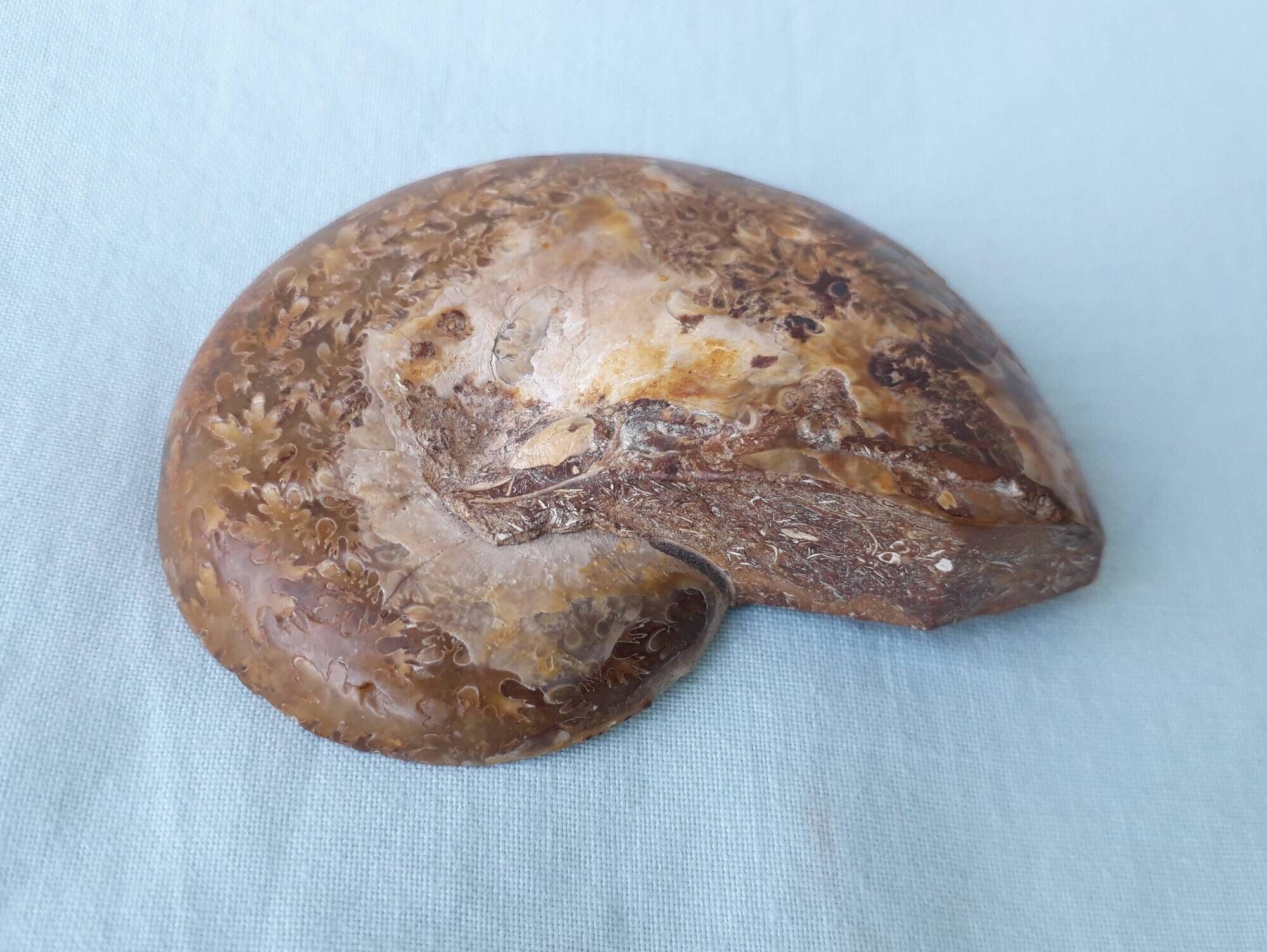 Fossil shell in stone