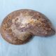 Fossil shell in stone
