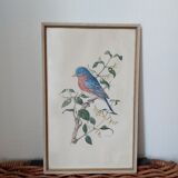 Vintage bird frame
