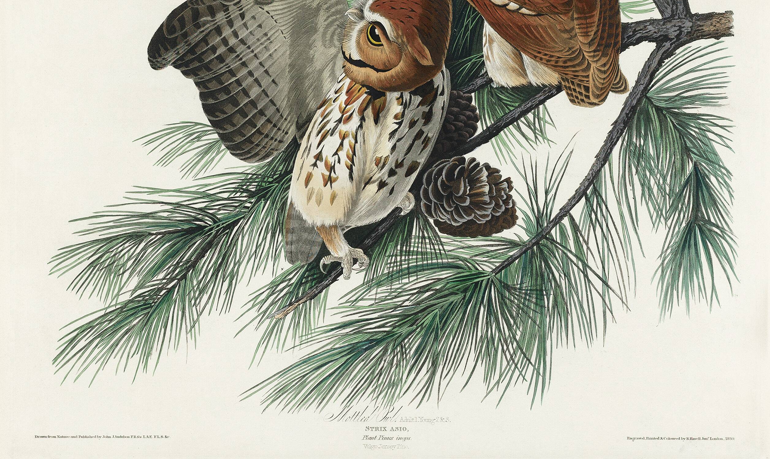 Poster about the owl, based on an old engraving from 1827.