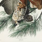 Poster about the owl, based on an old engraving from 1827.