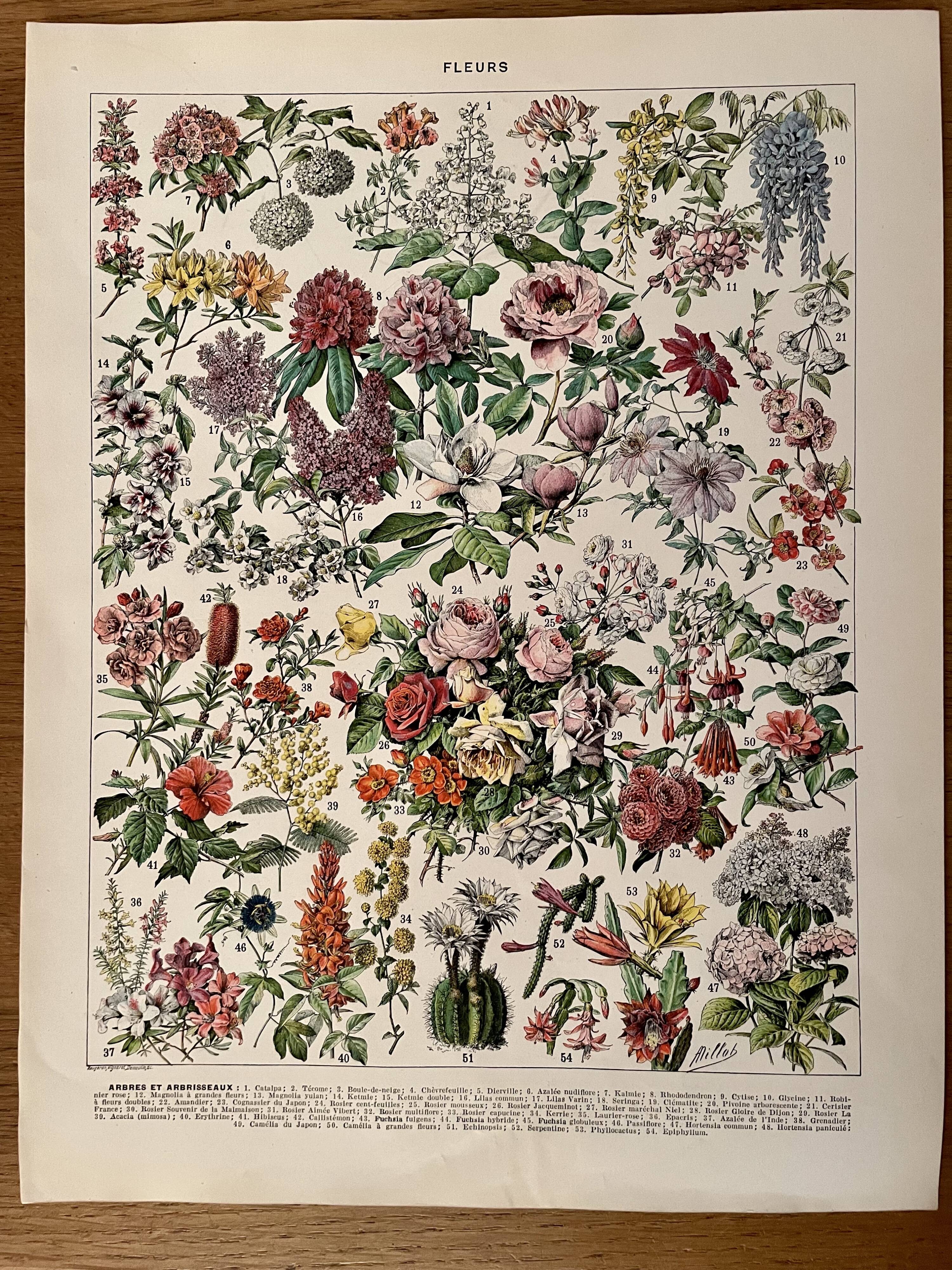 Lithograph on flowers (trees and shrubs) - 1930