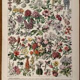 Lithograph on flowers (trees and shrubs) - 1930
