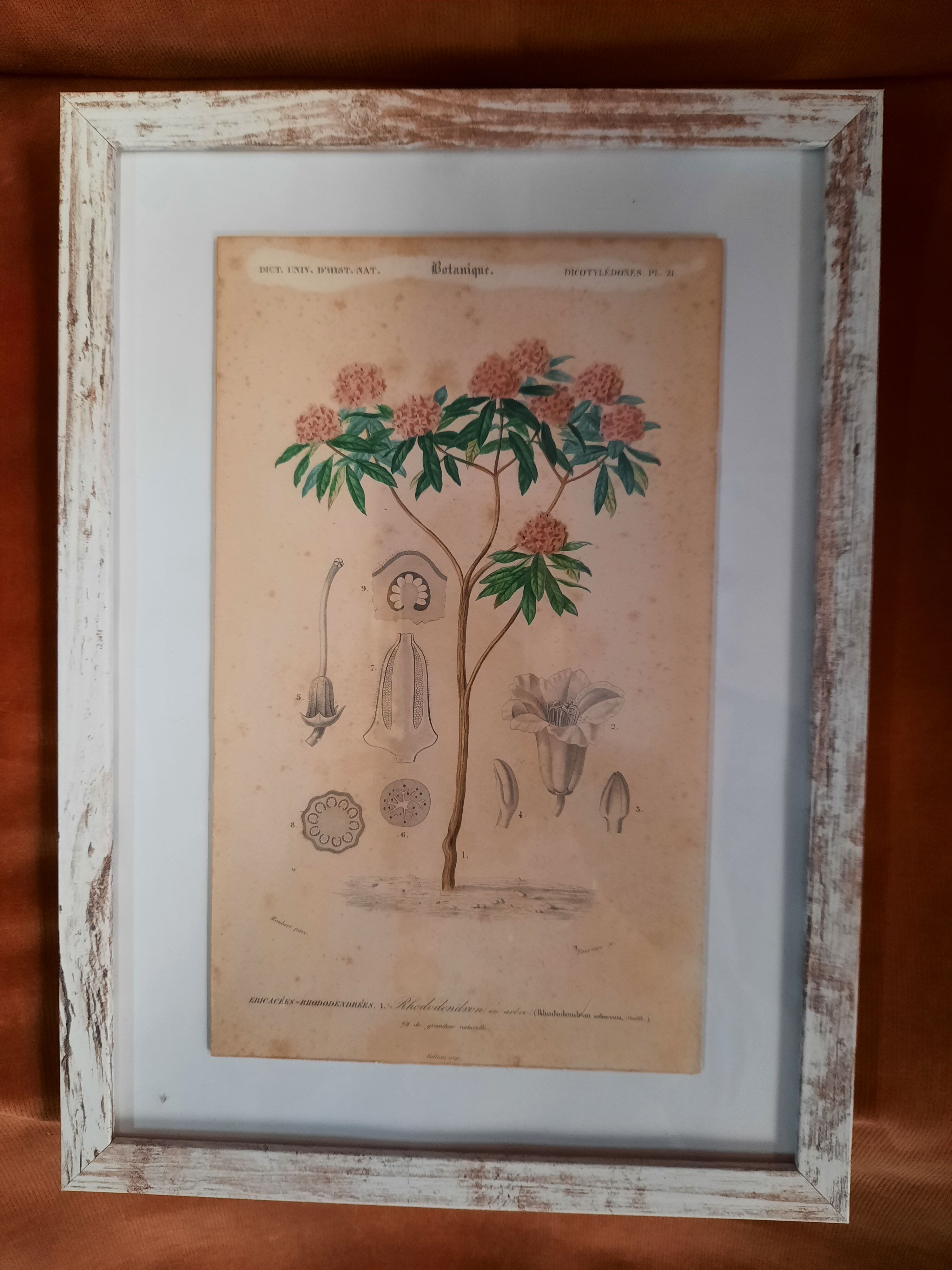 Framed botanical board