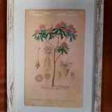 Framed botanical board