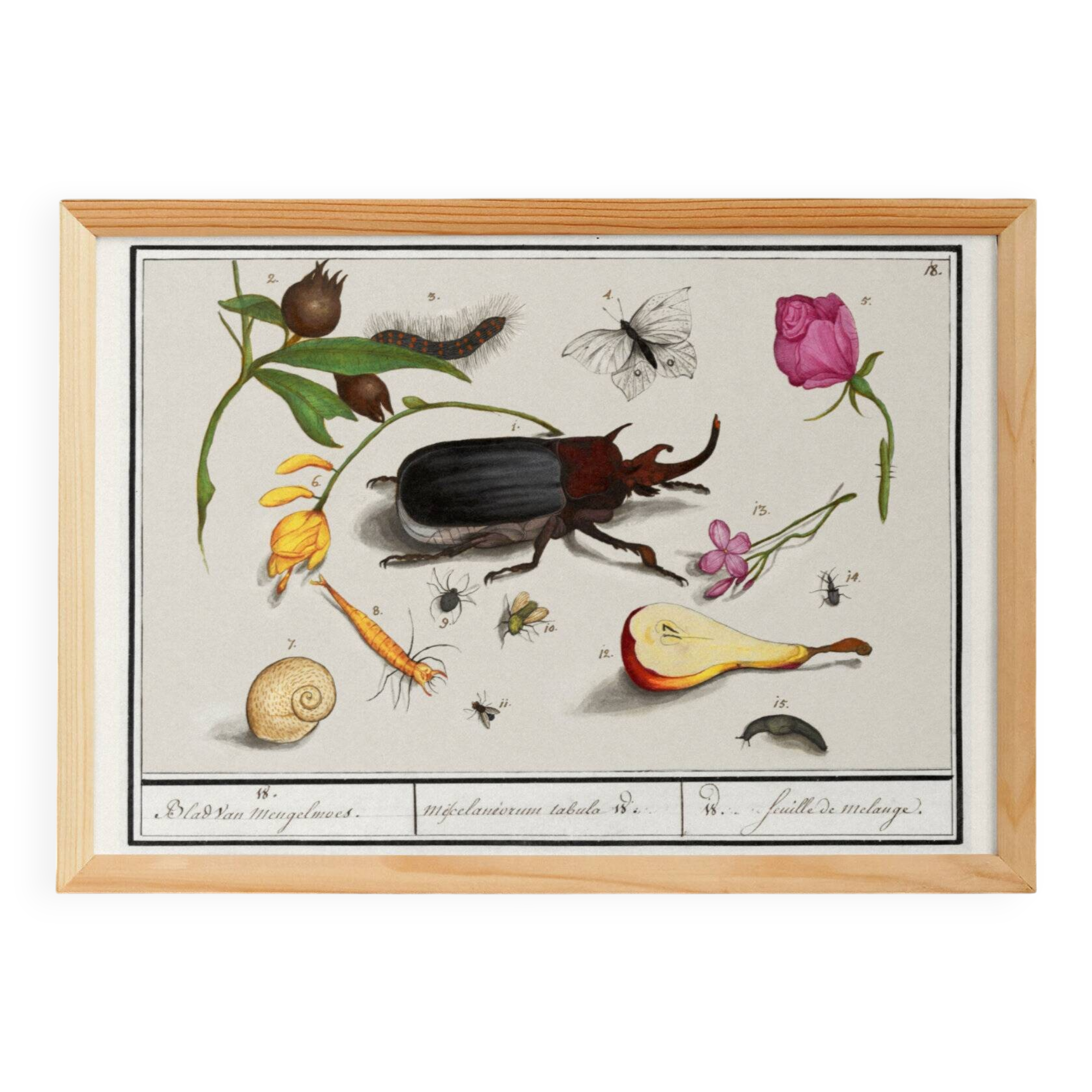 Small poster on insects and nature, based on an old engraving
