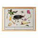 Small poster on insects and nature, based on an old engraving