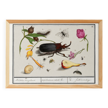 Small poster on insects and nature, based on an old engraving