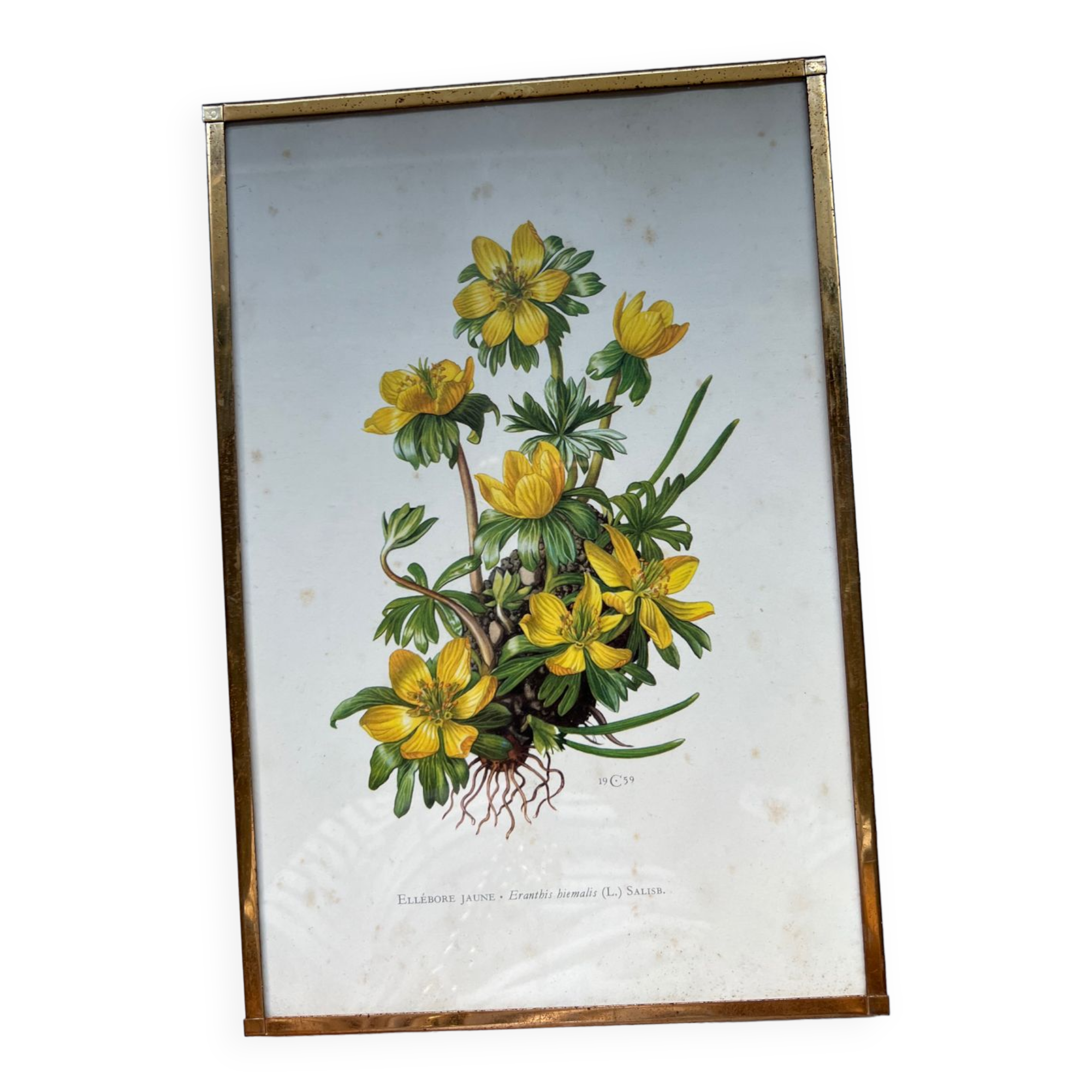 Botanical Poster