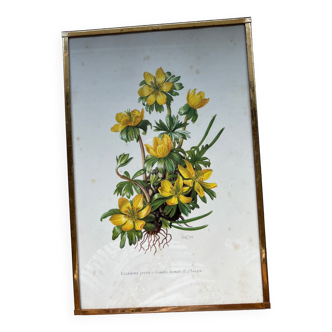 Botanical Poster