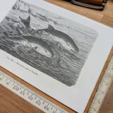 Printed in 1886, The Porpoises