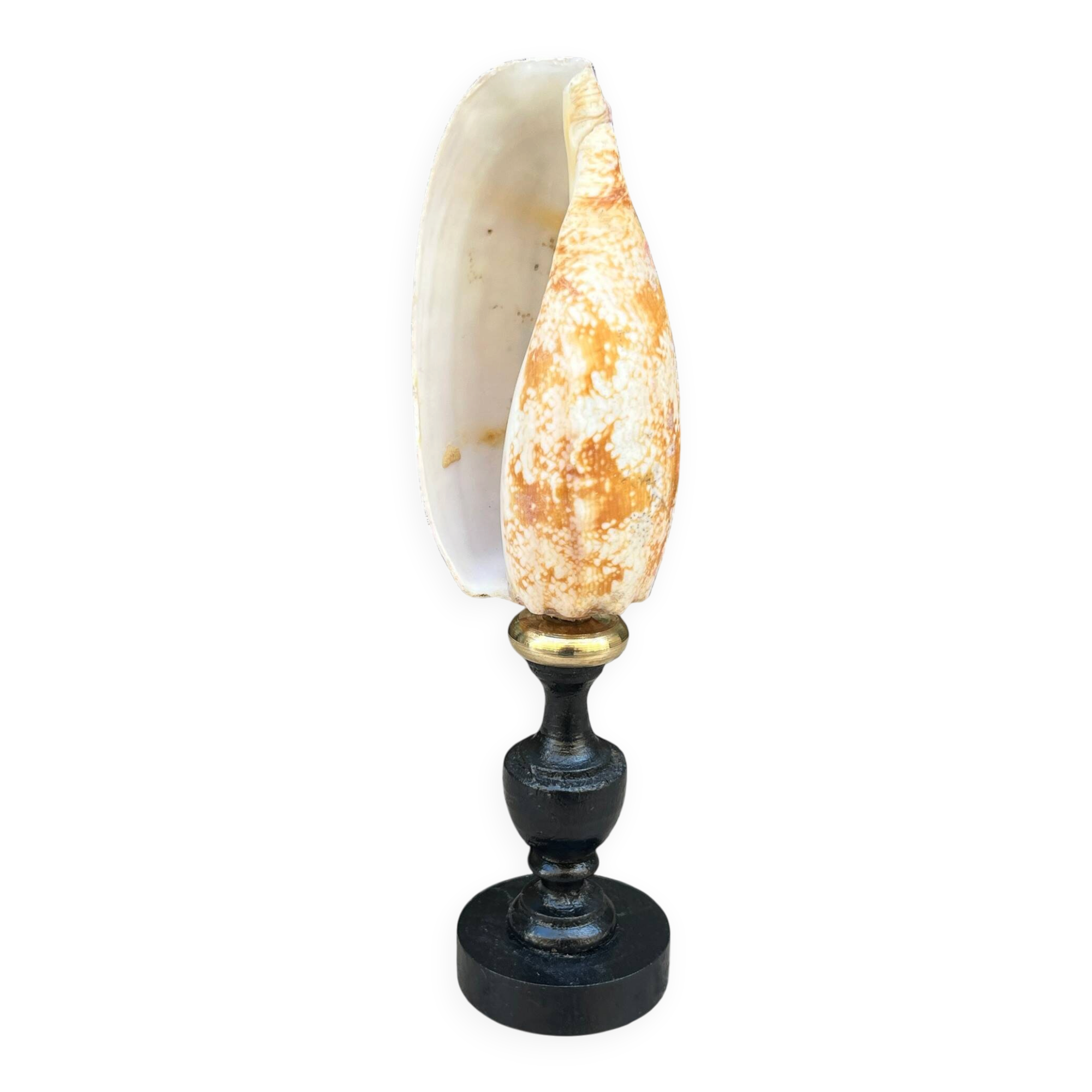 Snail shell conus on a turned black wooden base, late 19th century curiosities.