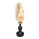 Snail shell conus on a turned black wooden base, late 19th century curiosities.