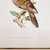 Chromolithograph golden frame bird Dove