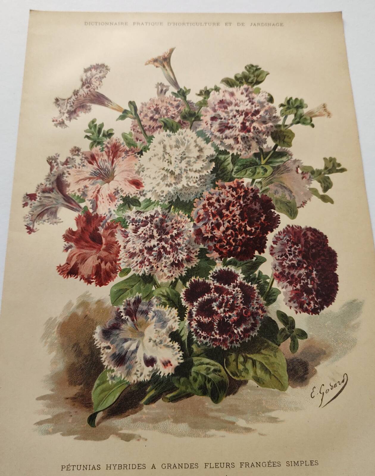 Botanical engraving from 1897 - Hybrid Petunias - Original flower plate
