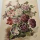 Botanical engraving from 1897 - Hybrid Petunias - Original flower plate