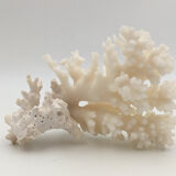 Old branch of white natural coral / 1970s