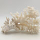 Ancienne branche de corail naturel blanc / Années 1970