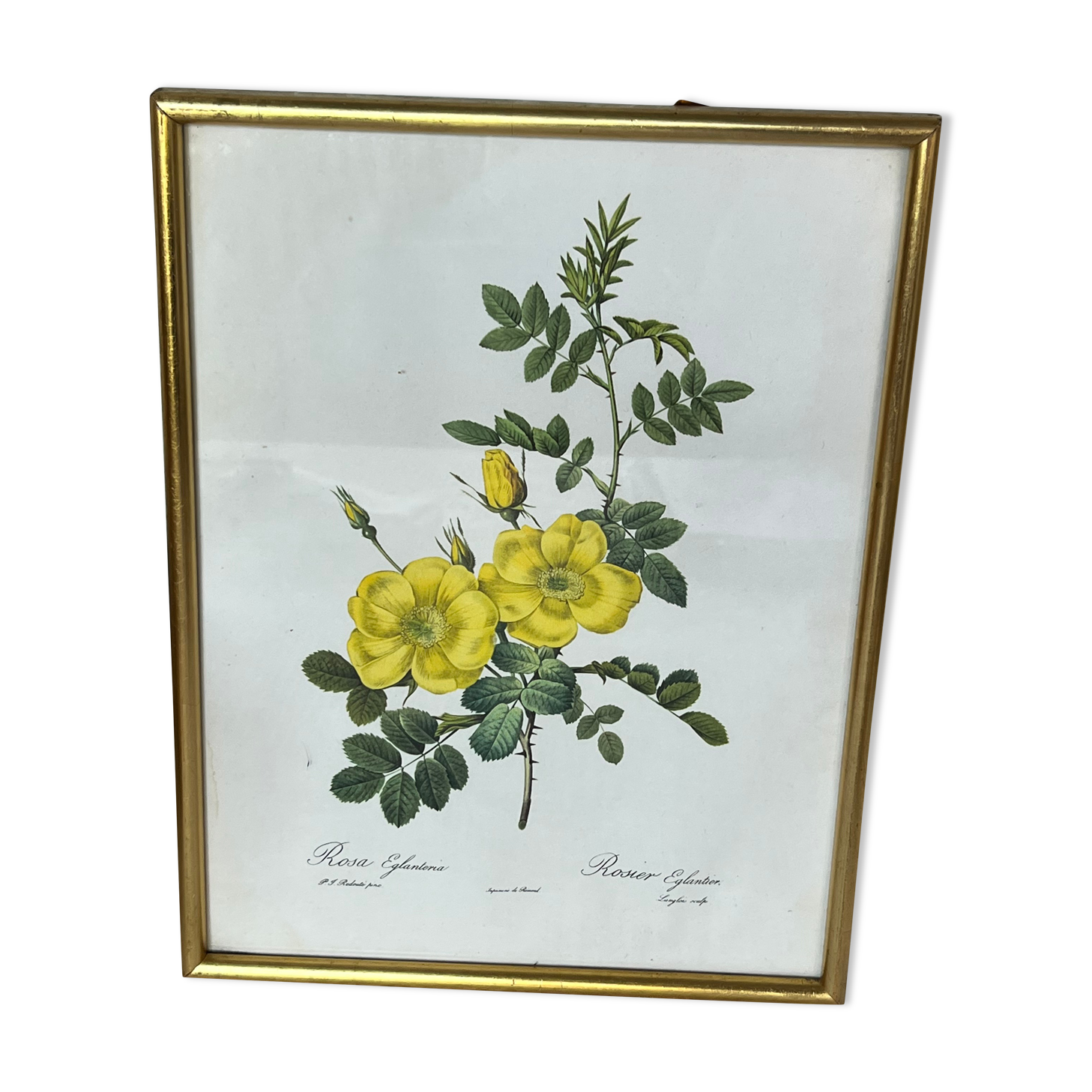Botanical illustration PJ Redouté
