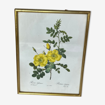 Botanical illustration PJ Redouté