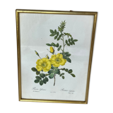 Botanical illustration PJ Redouté